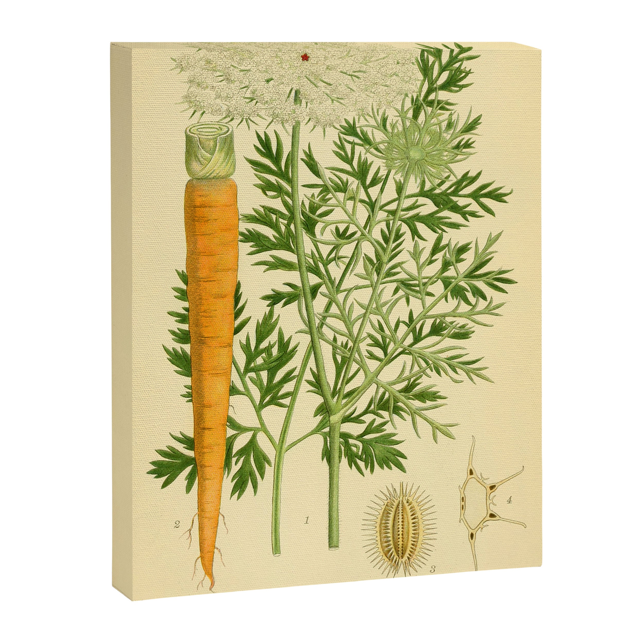 Daucus carota (wild carrot, Queen Anne's Lace), 1917. Benefitting The Nature Conservancy Canvas Print Gallery Image 6