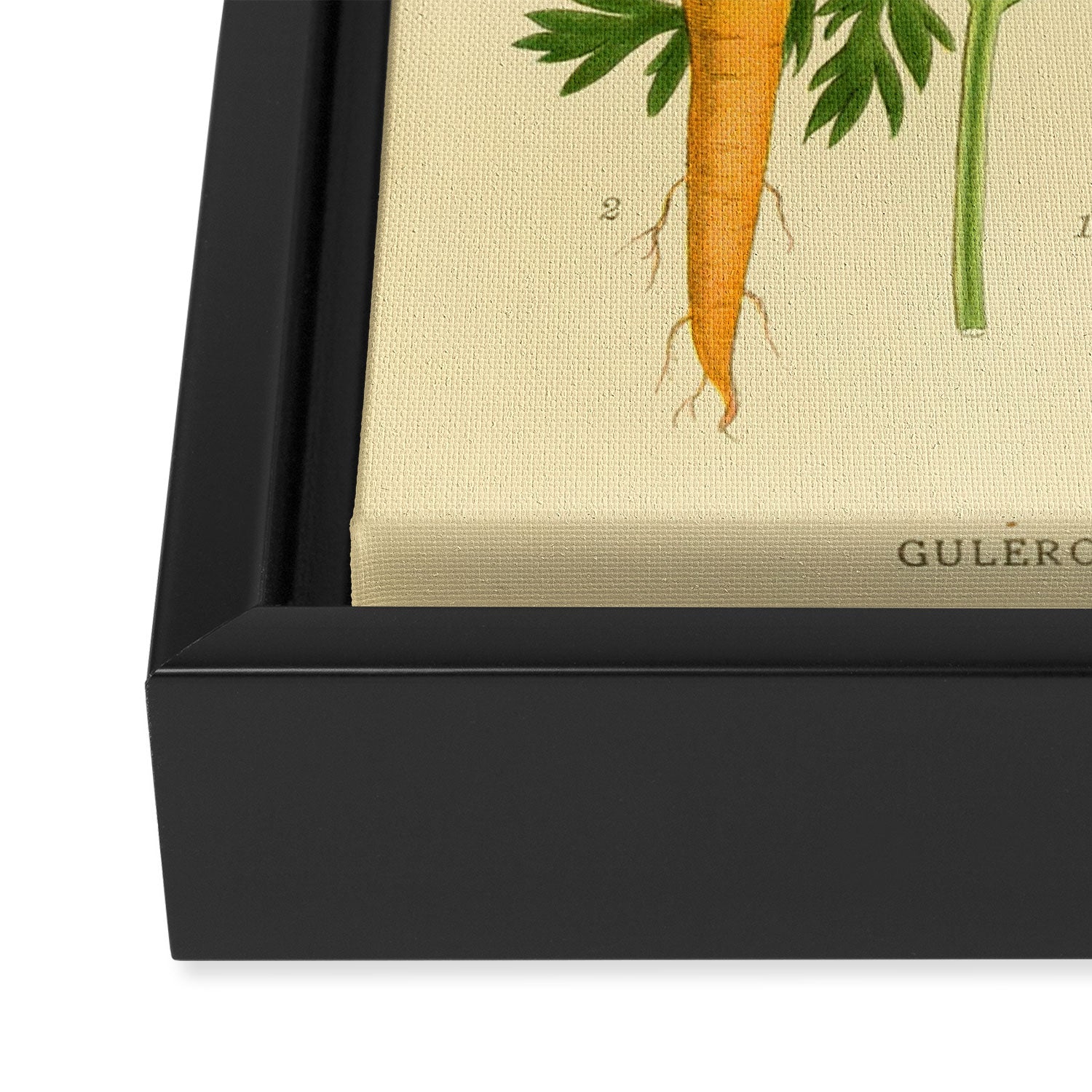 Daucus carota (wild carrot, Queen Anne's Lace), 1917. Benefitting The Nature Conservancy Framed Canvas Print Gallery Image 3