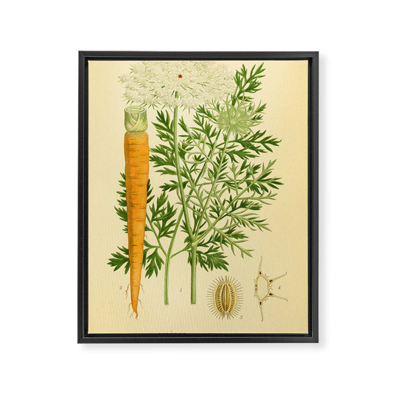 Daucus carota (wild carrot, Queen Anne's Lace), 1917. Benefitting The Nature Conservancy Framed Canvas Print Gallery Image 6