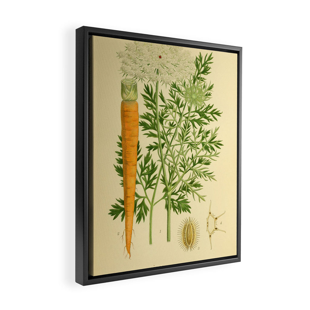 Daucus carota (wild carrot, Queen Anne's Lace), 1917. Benefitting The Nature Conservancy Framed Canvas Print Gallery Image 2