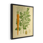 Daucus carota (wild carrot, Queen Anne's Lace), 1917. Benefitting The Nature Conservancy Framed Canvas Print Gallery Image 2