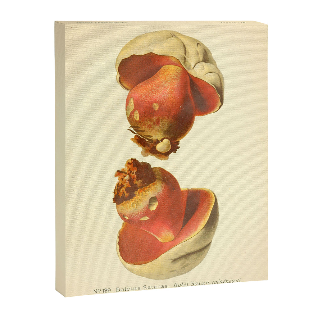 Devil's bolete mushroom (Rubroboletus satanas) from from "Atlas des Champignons Comestibles et Vénéneux," 1891. Canvas Print Gallery Image 6
