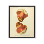 Devil's bolete mushroom (Rubroboletus satanas) from from "Atlas des Champignons Comestibles et Vénéneux," 1891. Framed Canvas Print Gallery Image 6
