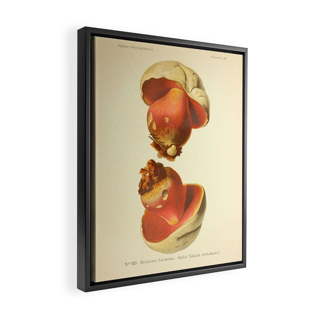 Devil's bolete mushroom (Rubroboletus satanas) from from "Atlas des Champignons Comestibles et Vénéneux," 1891. Framed Canvas Print Gallery Image 2