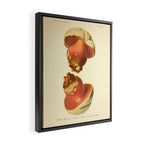 Devil's bolete mushroom (Rubroboletus satanas) from from "Atlas des Champignons Comestibles et Vénéneux," 1891. Framed Canvas Print Gallery Image 2