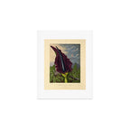 Dragon Arum (Arum Dracunculus) from "The Temple of Flora," 1812 (benefitting The Nature Conservancy) Art Print Gallery Image 1