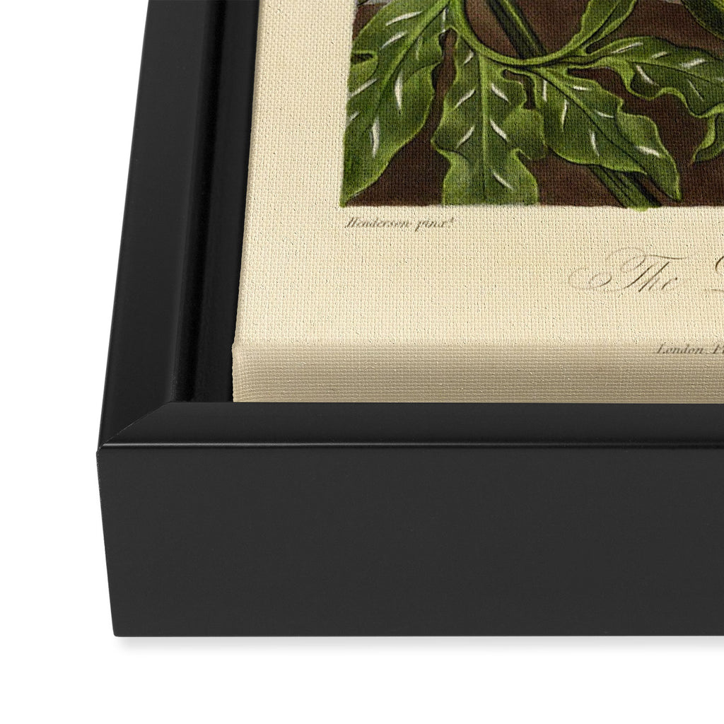 Dragon Arum (Arum Dracunculus) from "The Temple of Flora," 1812 (benefitting The Nature Conservancy) Framed Canvas Print Gallery Image 3