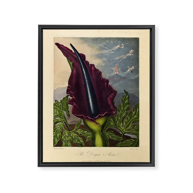 Dragon Arum (Arum Dracunculus) from "The Temple of Flora," 1812 (benefitting The Nature Conservancy) Framed Canvas Print Gallery Image 6