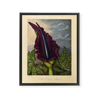 Dragon Arum (Arum Dracunculus) from "The Temple of Flora," 1812 (benefitting The Nature Conservancy) Framed Canvas Print Gallery Image 6