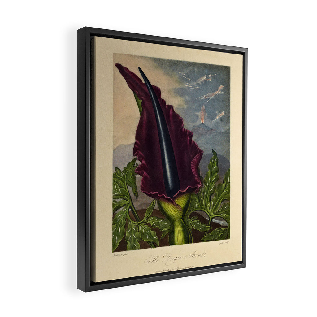 Dragon Arum (Arum Dracunculus) from "The Temple of Flora," 1812 (benefitting The Nature Conservancy) Framed Canvas Print Gallery Image 2