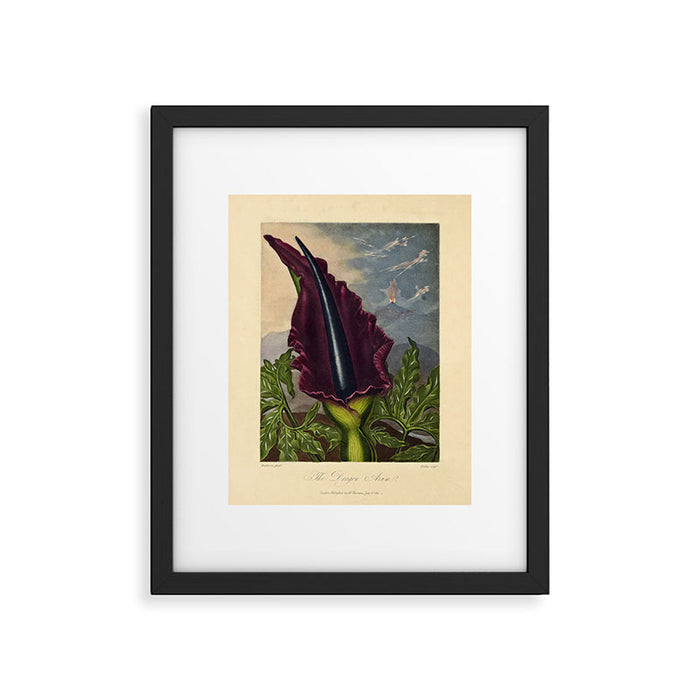 Dragon Arum (Arum Dracunculus) from "The Temple of Flora," 1812 (benefitting The Nature Conservancy) Framed Art Print Gallery Image 1