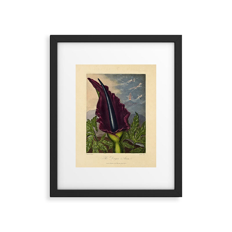 Dragon Arum (Arum Dracunculus) from "The Temple of Flora," 1812 (benefitting The Nature Conservancy) Framed Art Print Gallery Image 5