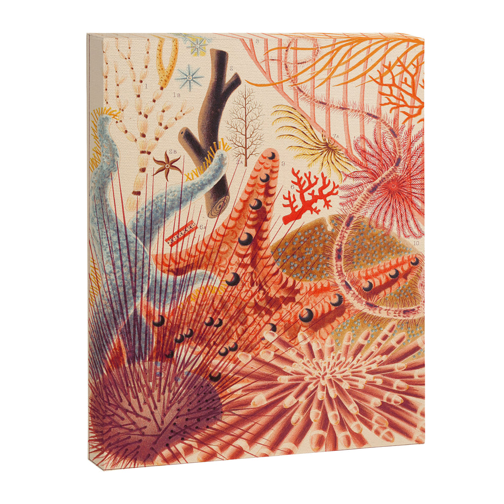 Echinoderms from âThe Great Barrier Reef of Australiaâ by William Saville Kent, 1893 Canvas Print Gallery Image 6