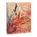 Echinoderms from âThe Great Barrier Reef of Australiaâ by William Saville Kent, 1893 Canvas Print Gallery Image 6