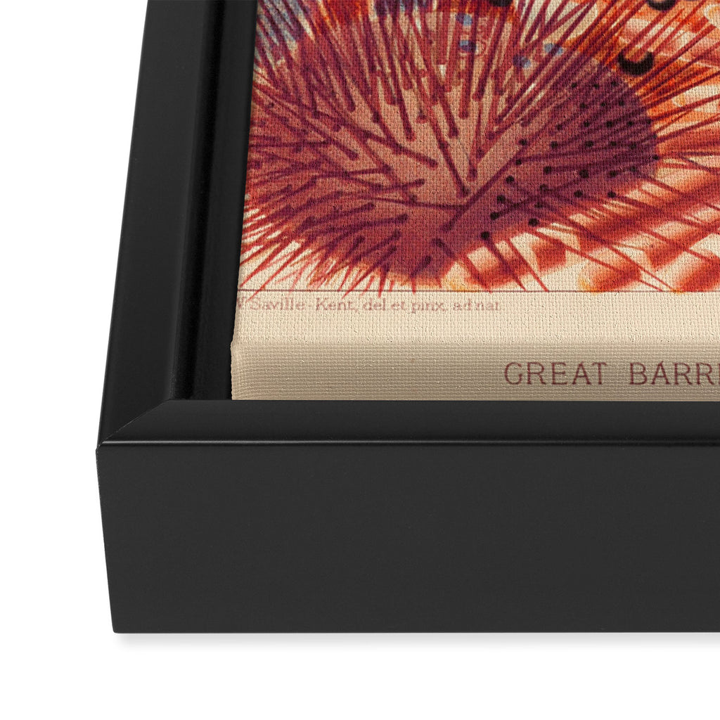 Echinoderms from âThe Great Barrier Reef of Australiaâ by William Saville Kent, 1893 Framed Canvas Print Gallery Image 3