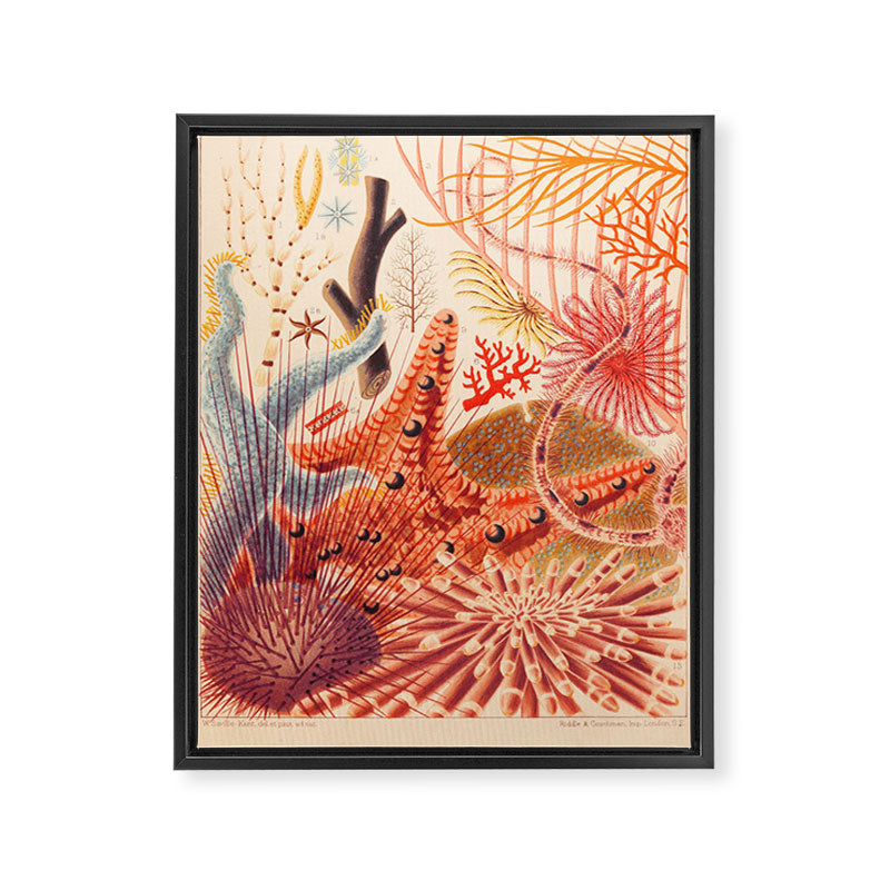 Echinoderms from âThe Great Barrier Reef of Australiaâ by William Saville Kent, 1893 Framed Canvas Print Gallery Image 6