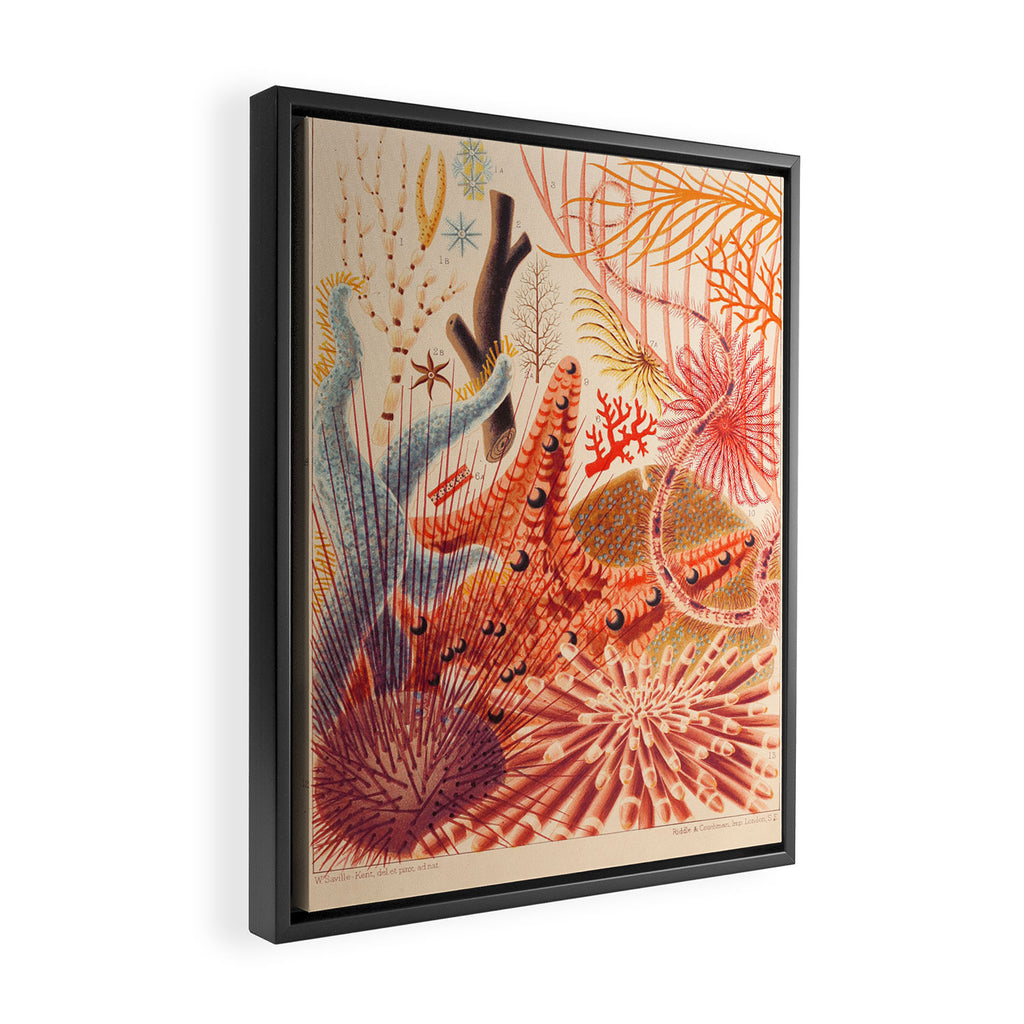 Echinoderms from âThe Great Barrier Reef of Australiaâ by William Saville Kent, 1893 Framed Canvas Print Gallery Image 2