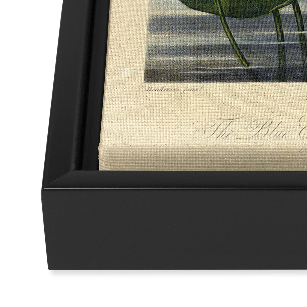 Egyptian Water Lily from "The Temple of Flora," 1812 (benefitting The Nature Conservancy) Framed Canvas Print Gallery Image 3