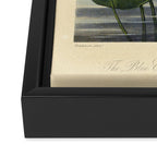 Egyptian Water Lily from "The Temple of Flora," 1812 (benefitting The Nature Conservancy) Framed Canvas Print Gallery Image 3