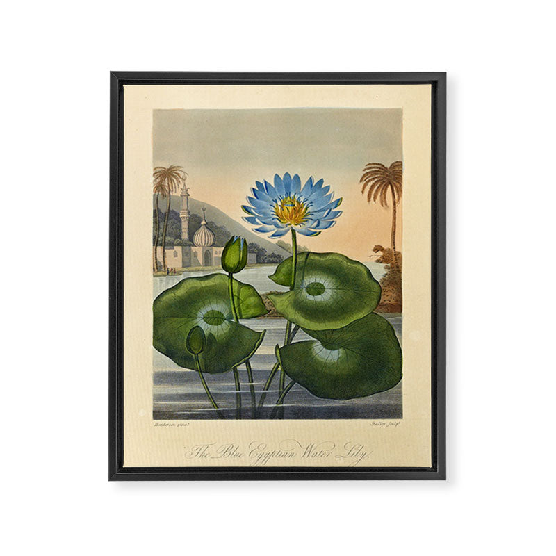 Egyptian Water Lily from "The Temple of Flora," 1812 (benefitting The Nature Conservancy) Framed Canvas Print Gallery Image 6