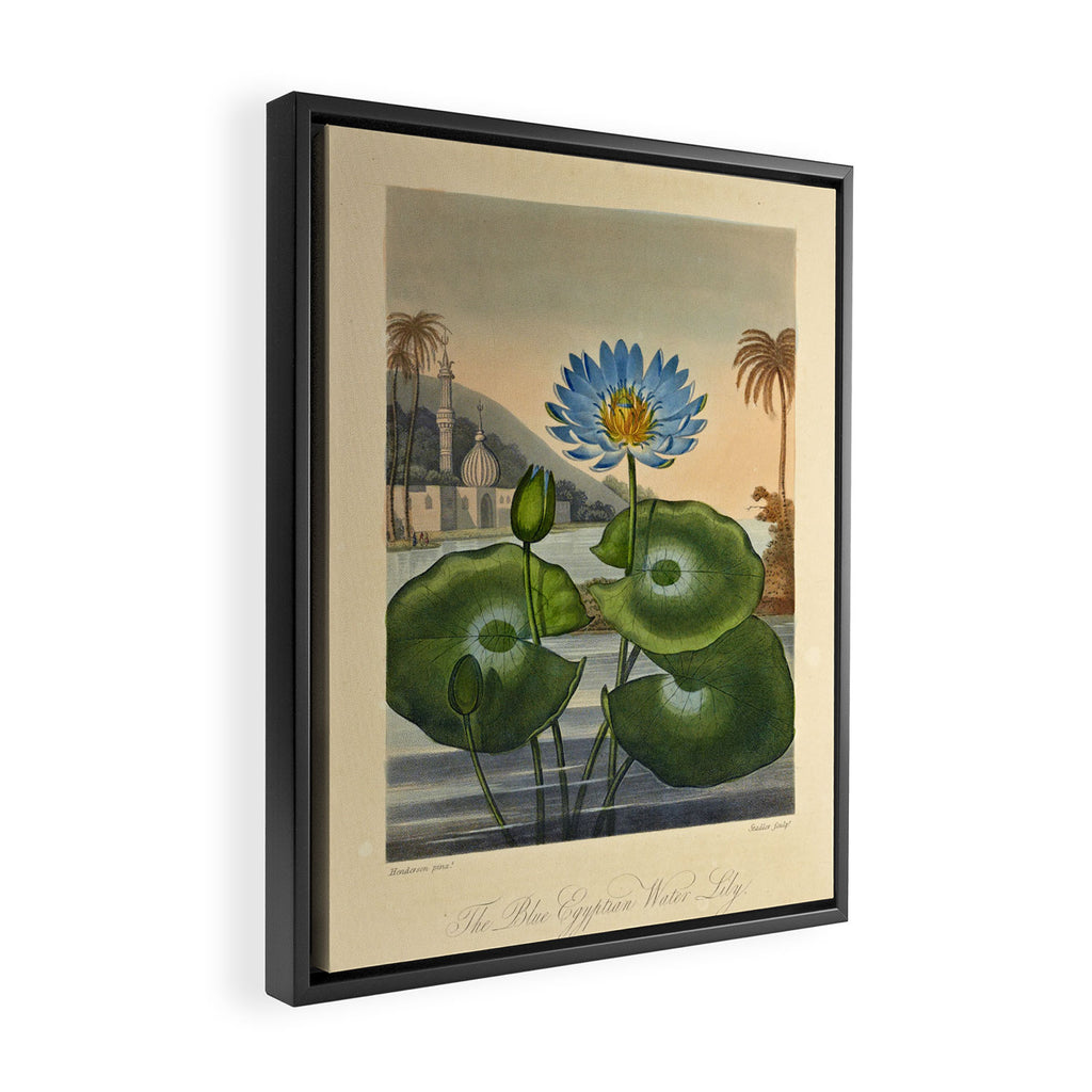 Egyptian Water Lily from "The Temple of Flora," 1812 (benefitting The Nature Conservancy) Framed Canvas Print Gallery Image 2