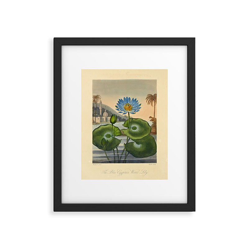Egyptian Water Lily from "The Temple of Flora," 1812 (benefitting The Nature Conservancy) Framed Art Print Gallery Image 5