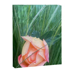 Elemental Forces Canvas Print Gallery Image 6