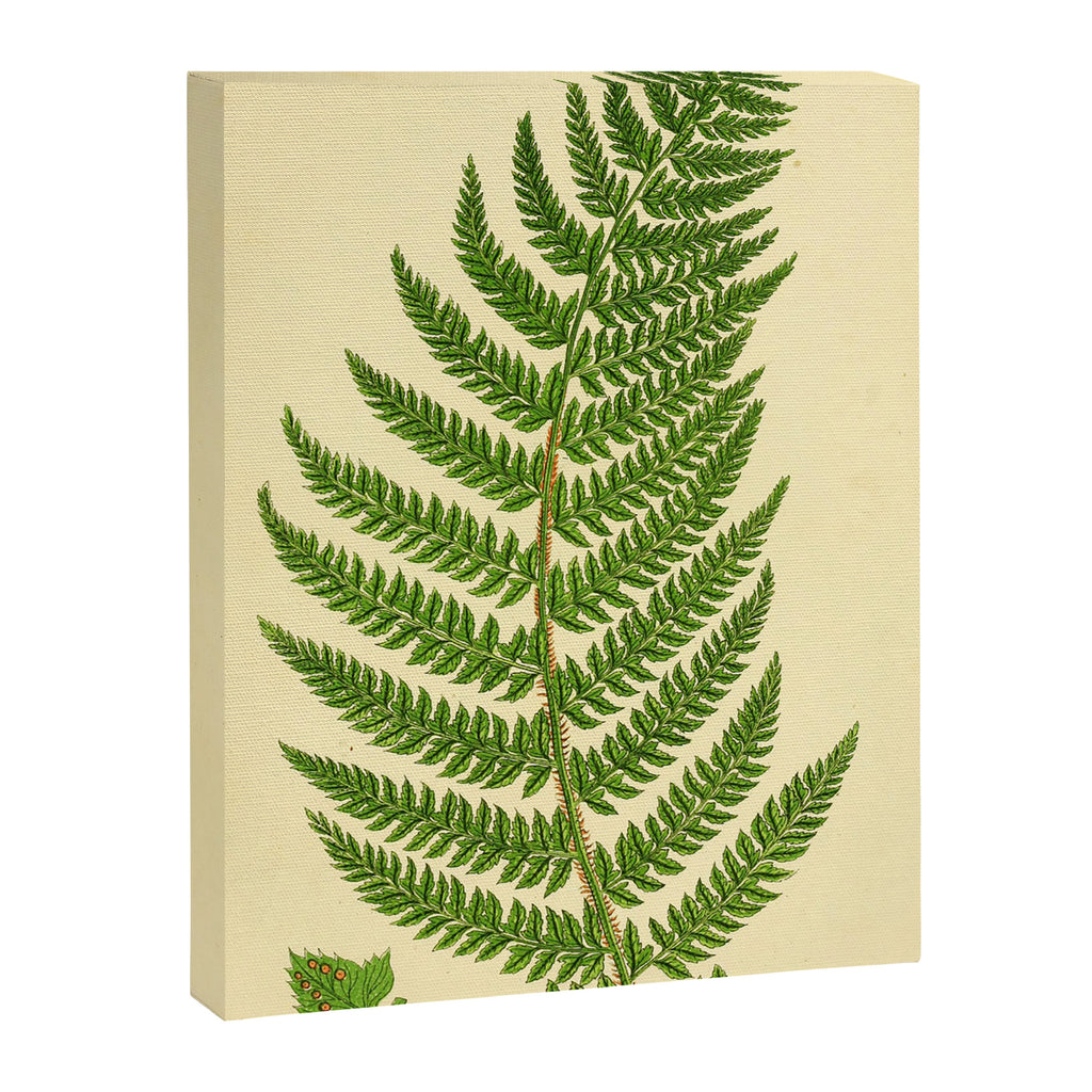 Fern by Anne Pratt, 1800s (benefitting The Nature Conservancy) Canvas Print Gallery Image 6