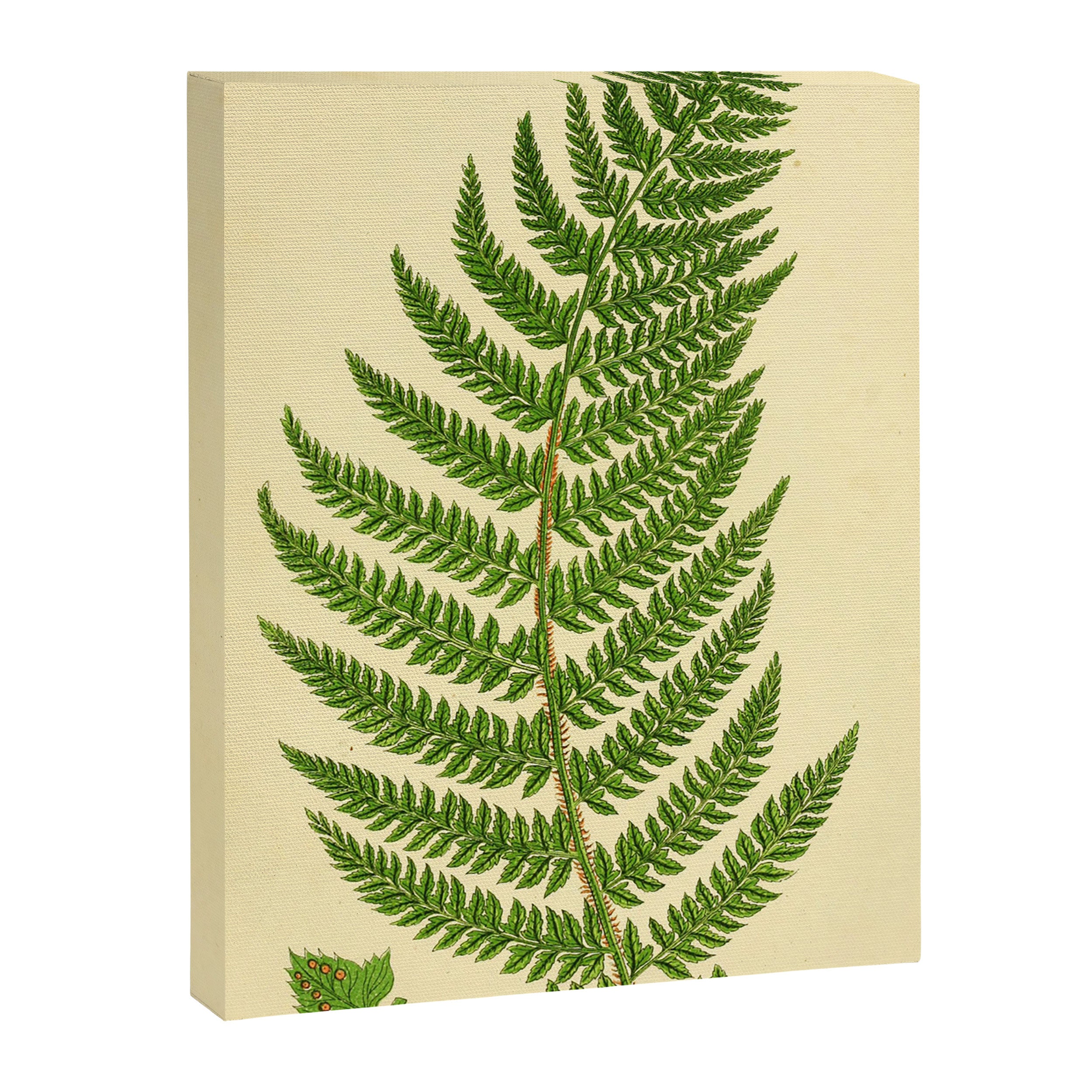 Fern by Anne Pratt, 1800s (benefitting The Nature Conservancy) Canvas Print Gallery Image 6
