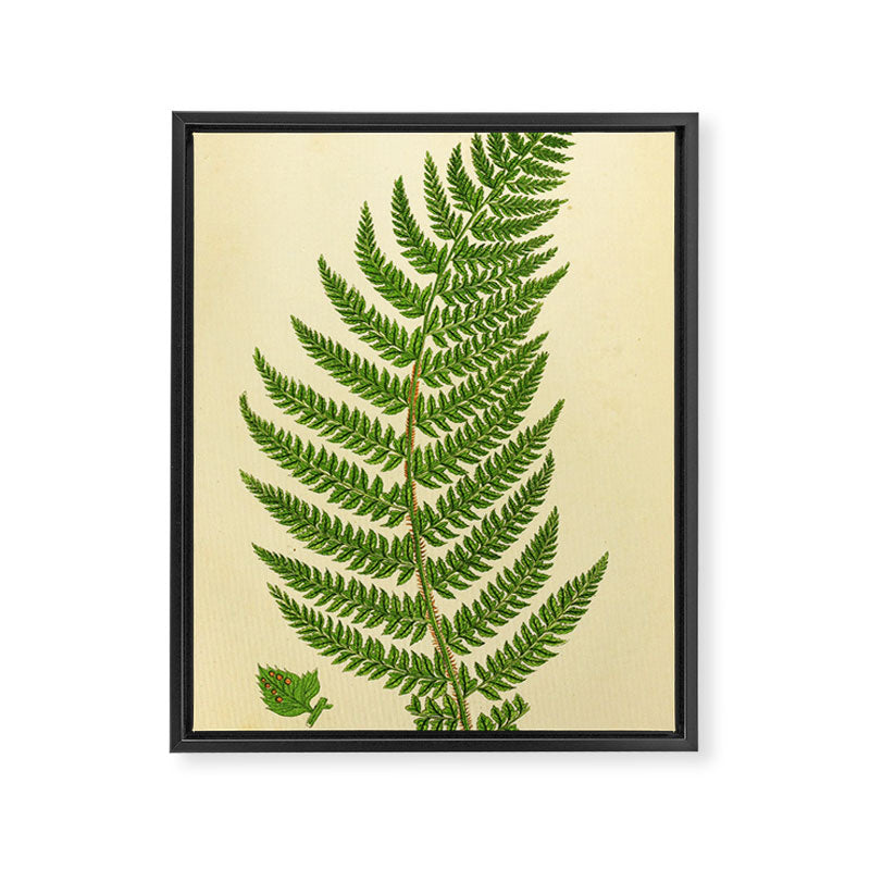 Fern by Anne Pratt, 1800s (benefitting The Nature Conservancy) Framed Canvas Print Gallery Image 6