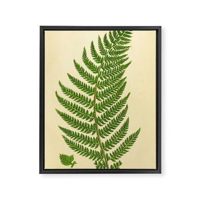 Fern by Anne Pratt, 1800s (benefitting The Nature Conservancy) Framed Canvas Print Gallery Image 1