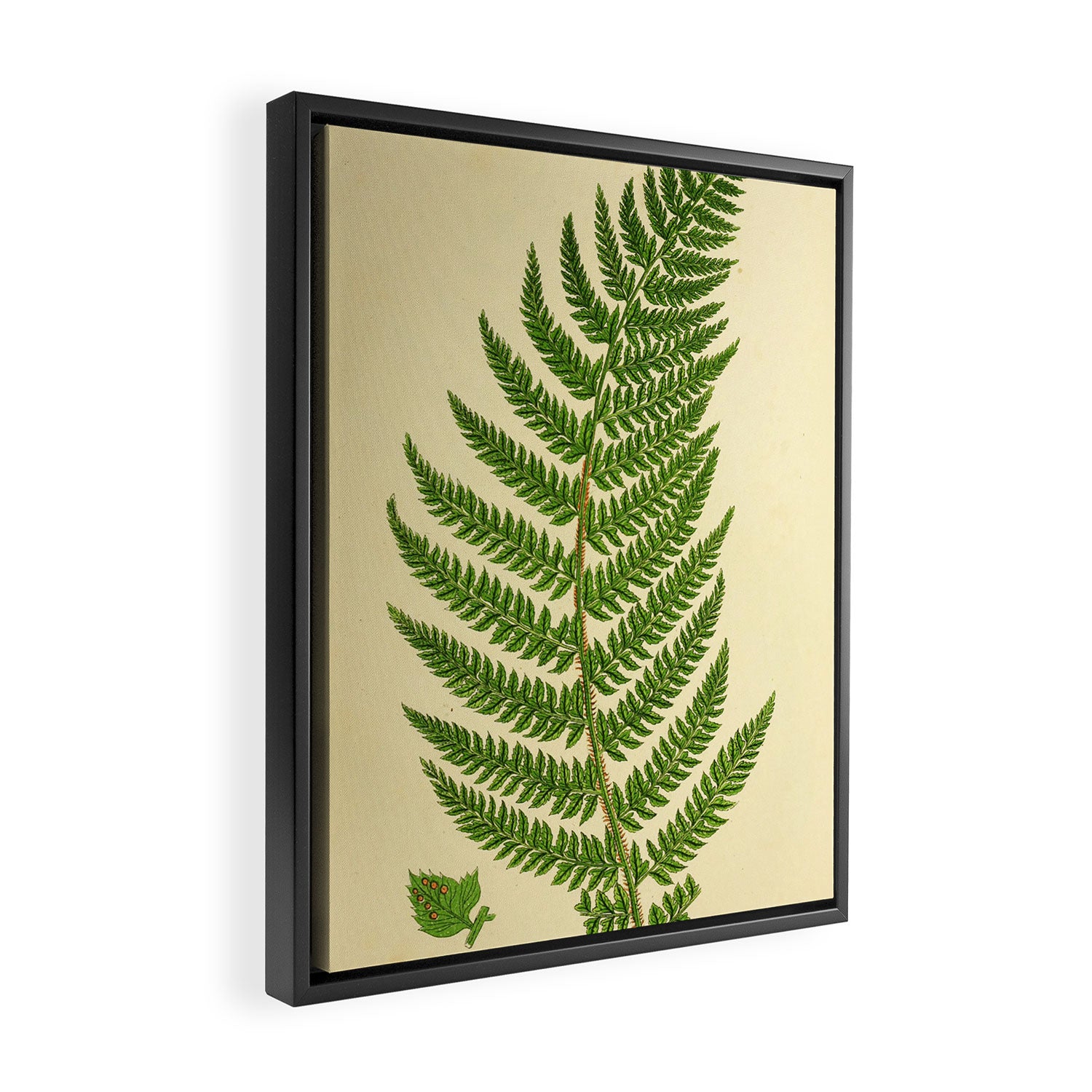 Fern by Anne Pratt, 1800s (benefitting The Nature Conservancy) Framed Canvas Print Gallery Image 2