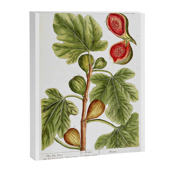 Fig by Elizabeth Blackwell from "A Curious Herbal," 1737 (print benefits The Nature Conservancy) Canvas Print Gallery Image 1