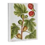 Fig by Elizabeth Blackwell from "A Curious Herbal," 1737 (print benefits The Nature Conservancy) Canvas Print Gallery Image 6