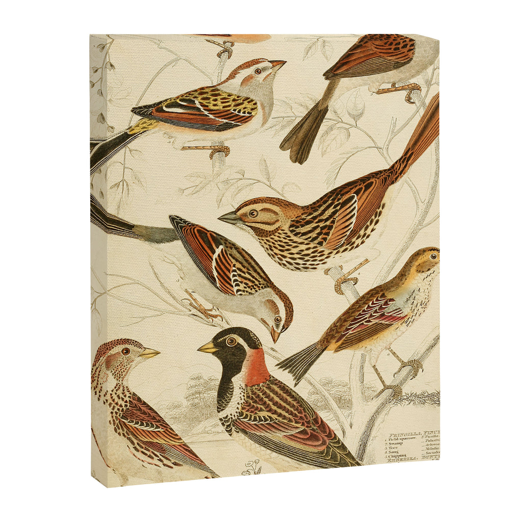 Finches from The Edinburgh Journal, 1835 (benefitting The Nature Conservancy) Canvas Print Gallery Image 6