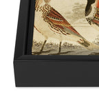 Finches from The Edinburgh Journal, 1835 (benefitting The Nature Conservancy) Framed Canvas Print Gallery Image 3
