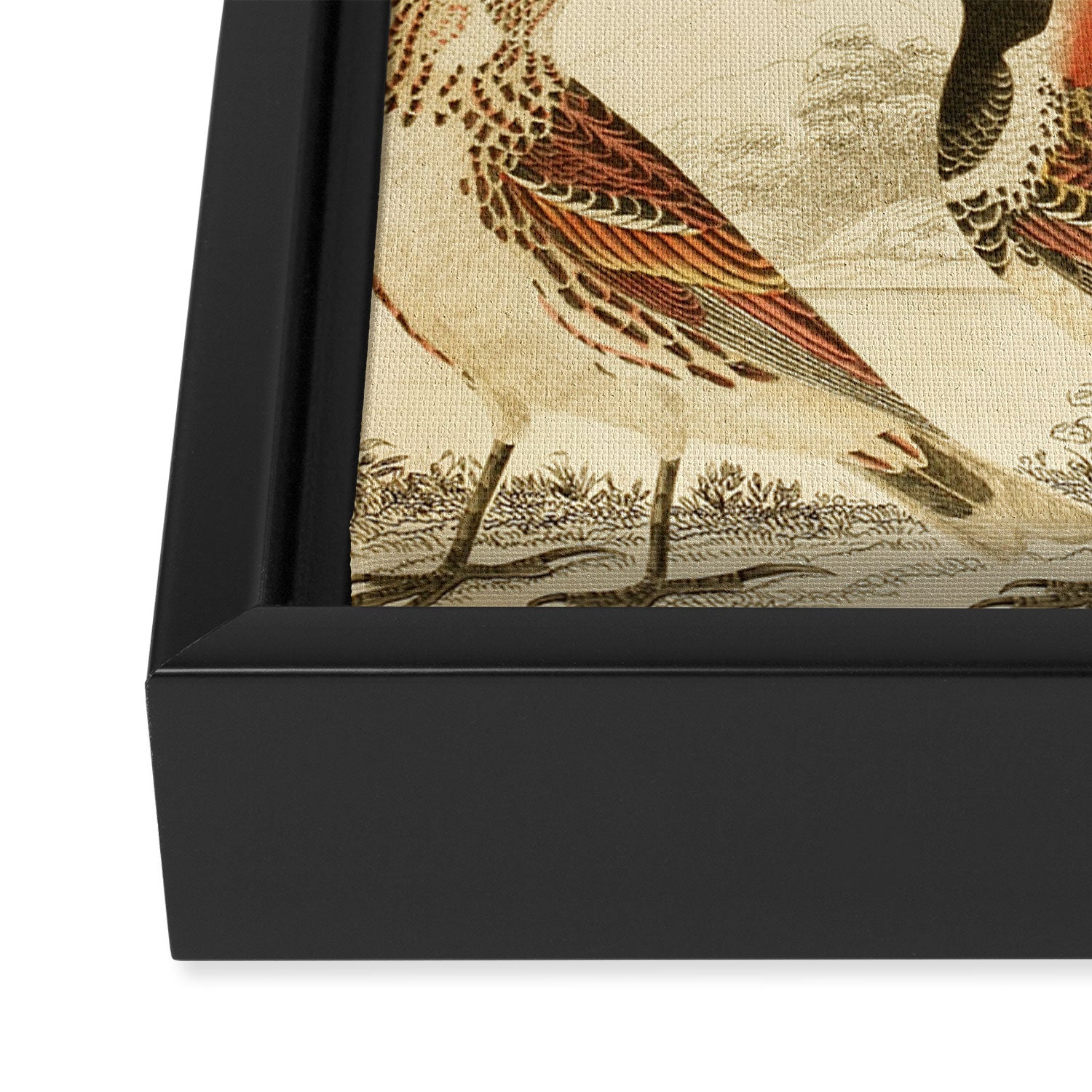 Finches from The Edinburgh Journal, 1835 (benefitting The Nature Conservancy) Framed Canvas Print Gallery Image 3