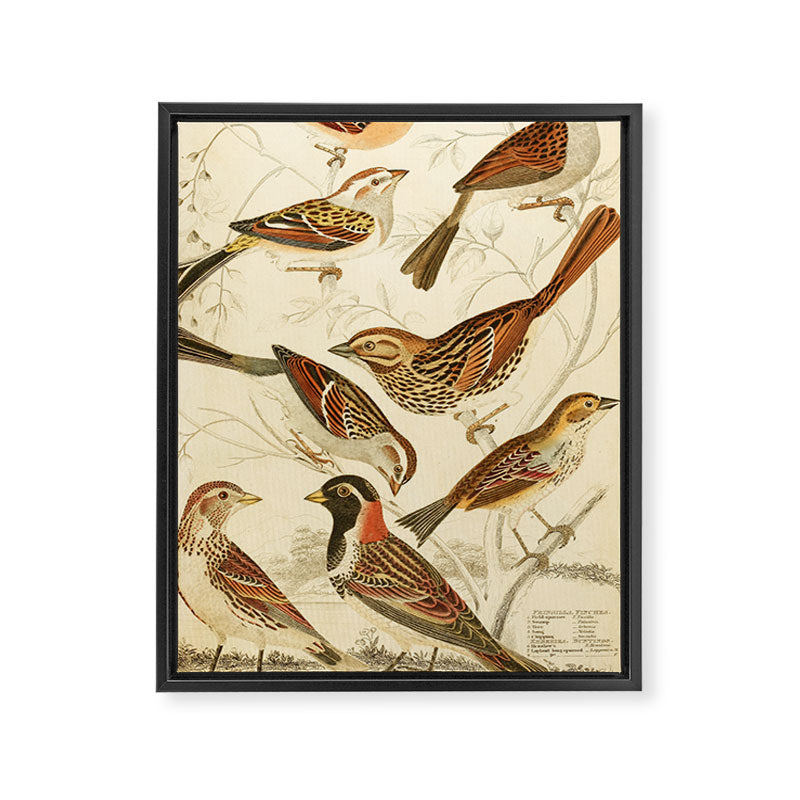 Finches from The Edinburgh Journal, 1835 (benefitting The Nature Conservancy) Framed Canvas Print Gallery Image 6