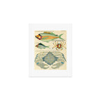 Fishes from Louis Renard's "Poissons, ecrevisses et crabes" (1754) Art Print Gallery Image 1