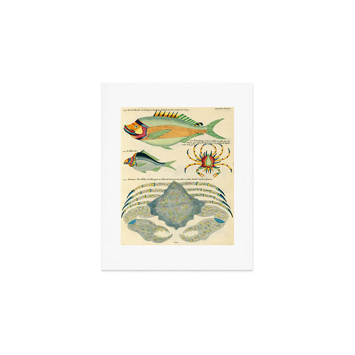 Fishes from Louis Renard's "Poissons, ecrevisses et crabes" (1754) Art Print Gallery Image 1