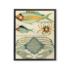 Fishes from Louis Renard's "Poissons, ecrevisses et crabes" (1754) Framed Canvas Print Gallery Image 6