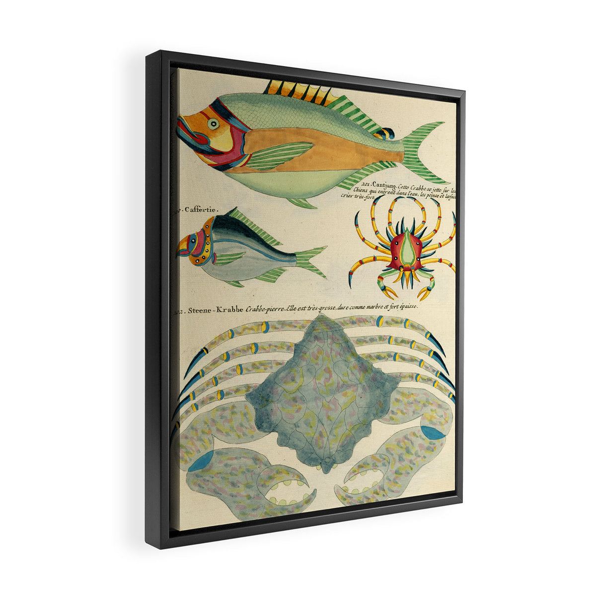 Fishes from Louis Renard's "Poissons, ecrevisses et crabes" (1754) Framed Canvas Print Gallery Image 2