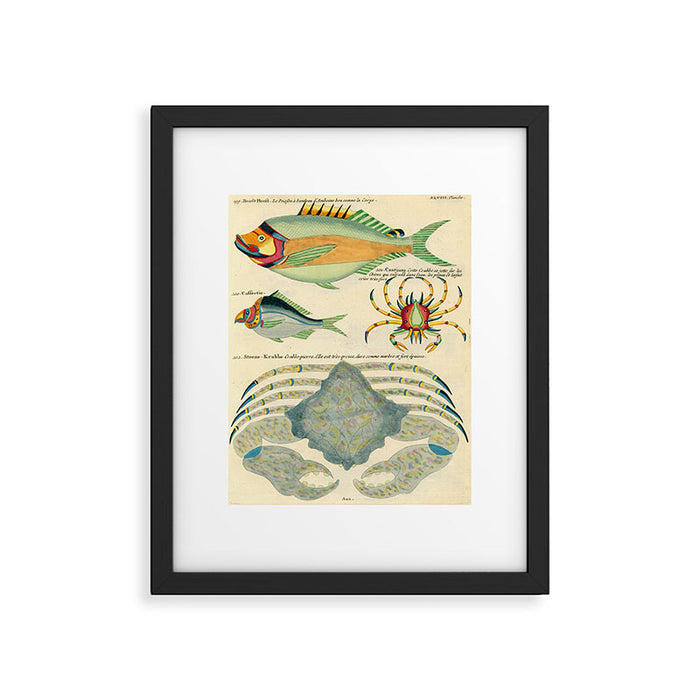 Fishes from Louis Renard's "Poissons, ecrevisses et crabes" (1754) Framed Art Print Gallery Image 1