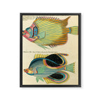 Fishes from Louis Renard's "Poissons, ecrevisses et crabes" (1754) Framed Canvas Print Gallery Image 6