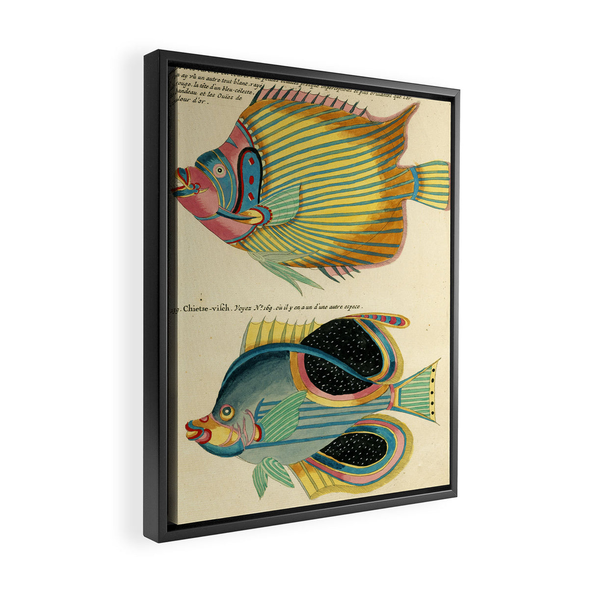 Fishes from Louis Renard's "Poissons, ecrevisses et crabes" (1754) Framed Canvas Print Gallery Image 2