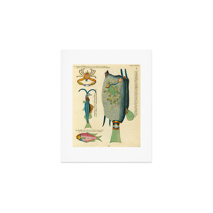 Fishes from Louis Renard's "Poissons, ecrevisses et crabes" (1754) Art Print Gallery Image 1