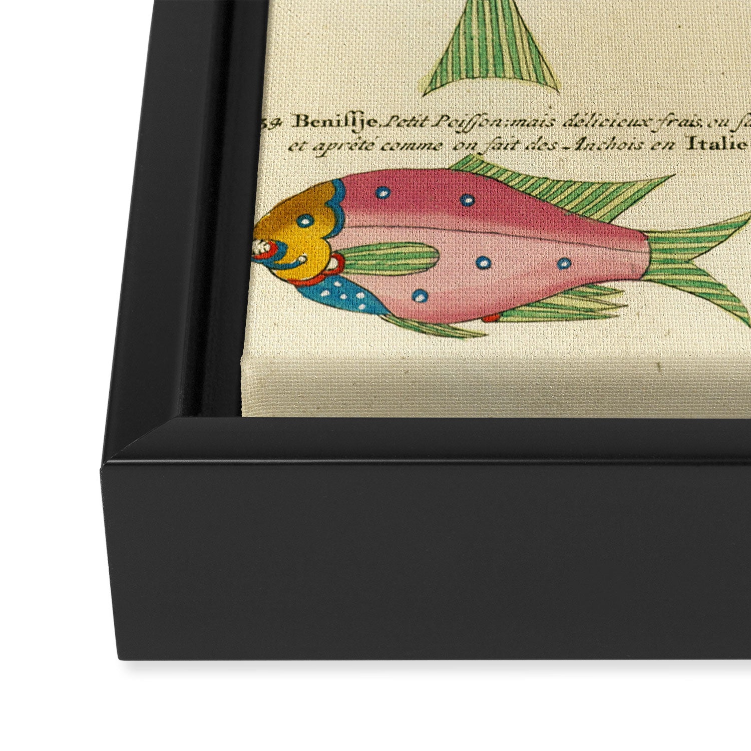 Fishes from Louis Renard's "Poissons, ecrevisses et crabes" (1754) Framed Canvas Print Gallery Image 3