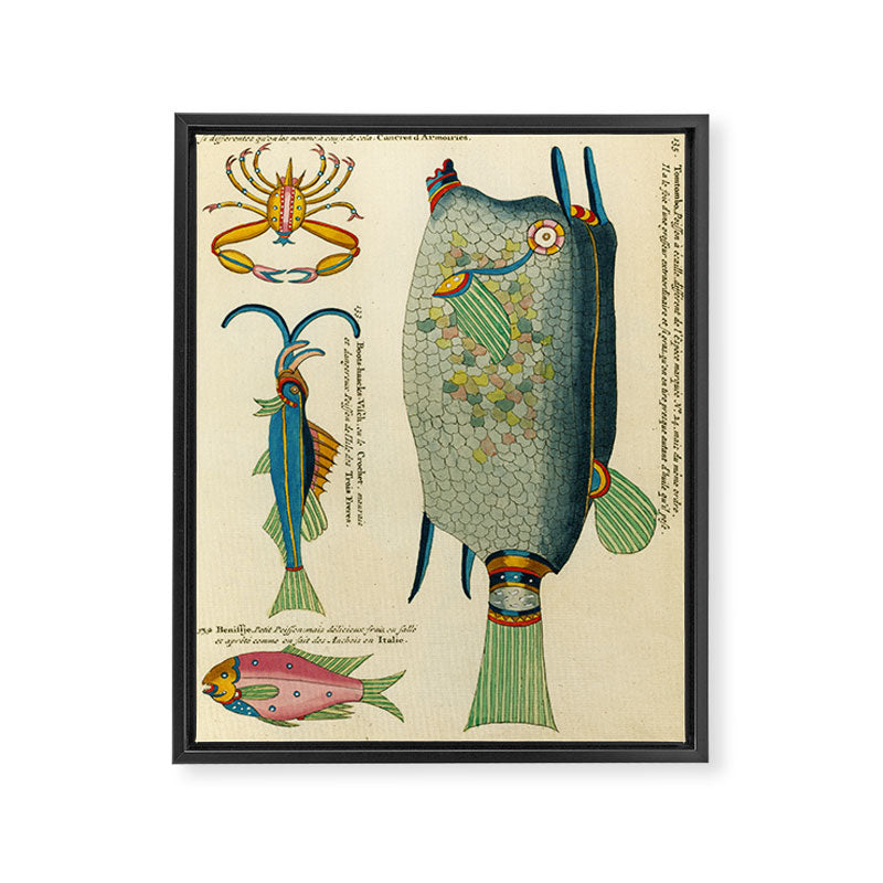 Fishes from Louis Renard's "Poissons, ecrevisses et crabes" (1754) Framed Canvas Print Gallery Image 6