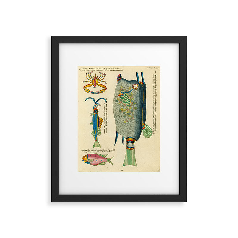 Fishes from Louis Renard's "Poissons, ecrevisses et crabes" (1754) Framed Art Print Gallery Image 5