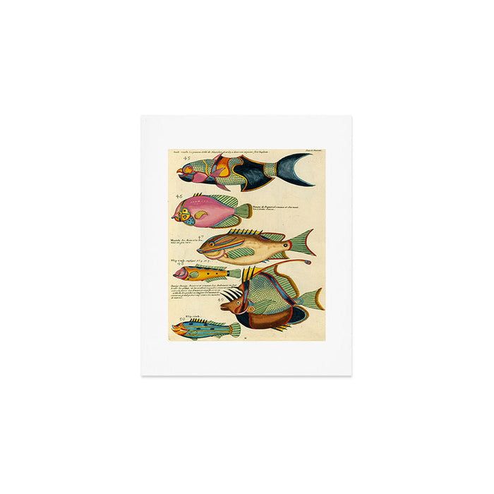 Fishes from Louis Renard's "Poissons, ecrevisses et crabes" (1754) Art Print Gallery Image 1